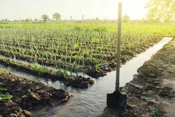 Importancia del agua en la agricultura.